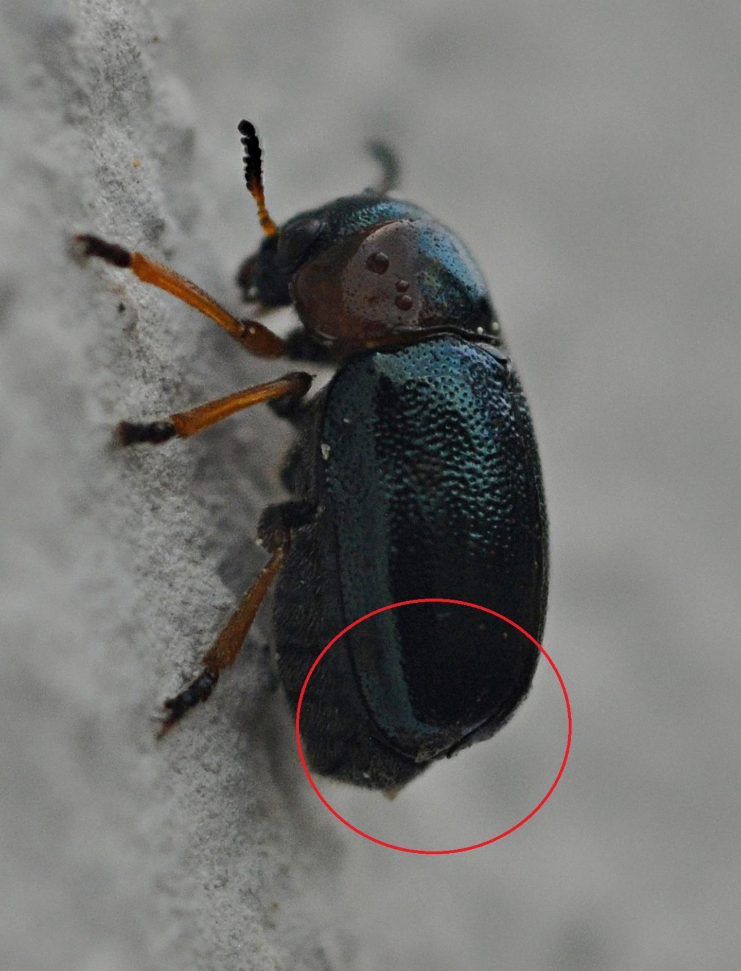 Chrysomelidae: Smaragdina sp.